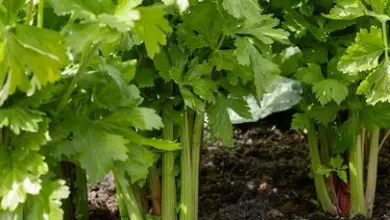 Growing celery plants