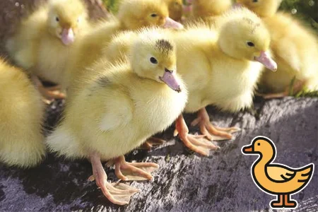 Žlutá kachňata stojí venku na kamenné ploše.