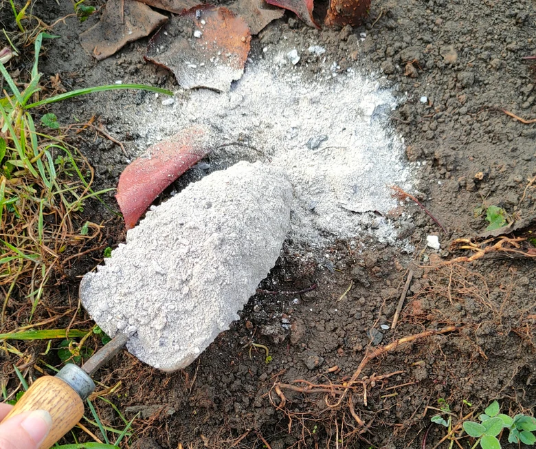 Rozpouštění popela v zemi pro hnojení rajčat