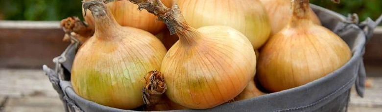 Harvested onions in bucket