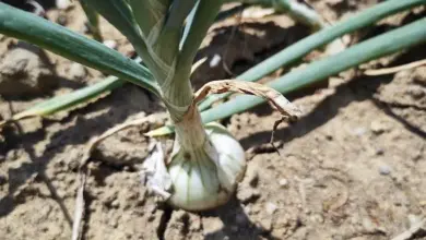 Growing onion in soil