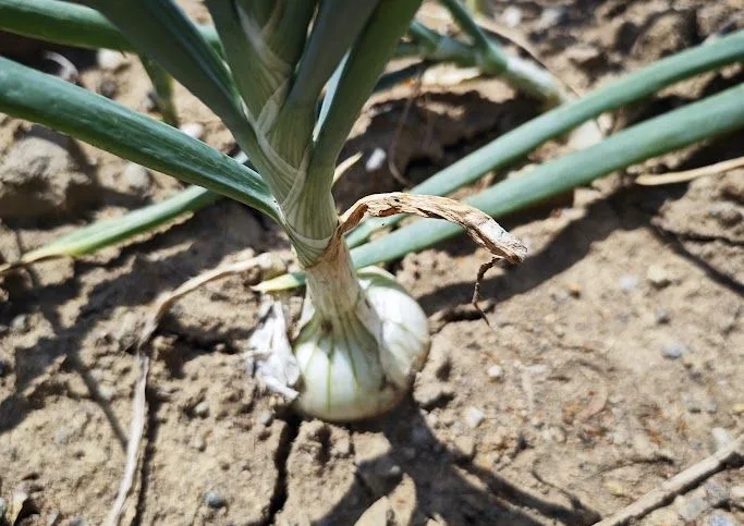 Growing onion in soil
