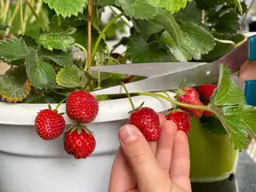 Ruce sbírají červené jahody ze zeleného rostliny v hrnci.