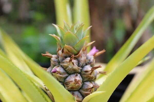 Mladý ananas rostoucí v květináči s listy.
