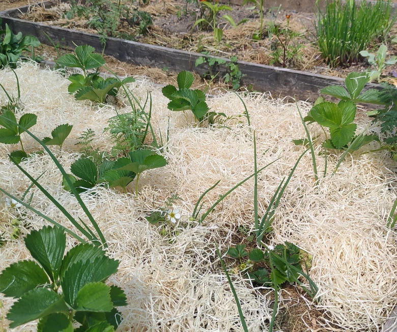 Jahody s cibulkou na slámě v zahradním lůžku