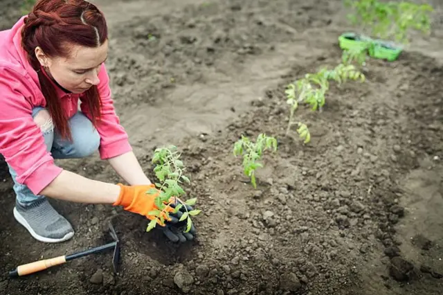Žena sázejí rajčatovou sazenici do zahradní půdy
