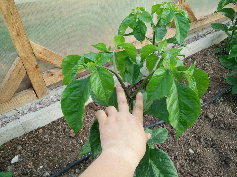 Ruka zaštipuje vrchol mladé rostliny chilli papričky pro lepší růst.