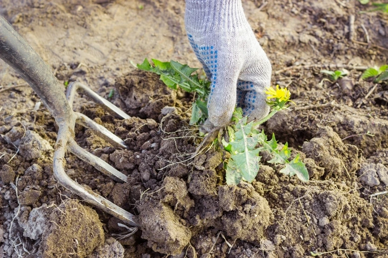Ruka s rukavicí vytrhává plevel z půdy vedle zahradního nástroje.
