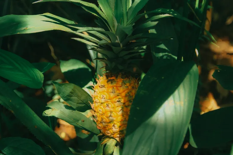 Zralý ananas rostoucí mezi zelenými listy v zahradě.